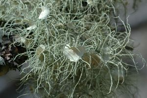 Usnea subfloridana